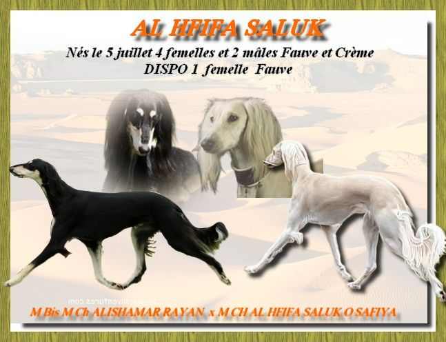 Al Hfifa Saluk - Puppys 2023