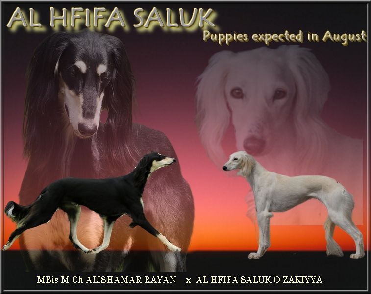Al Hfifa Saluk - Gestation confirmée