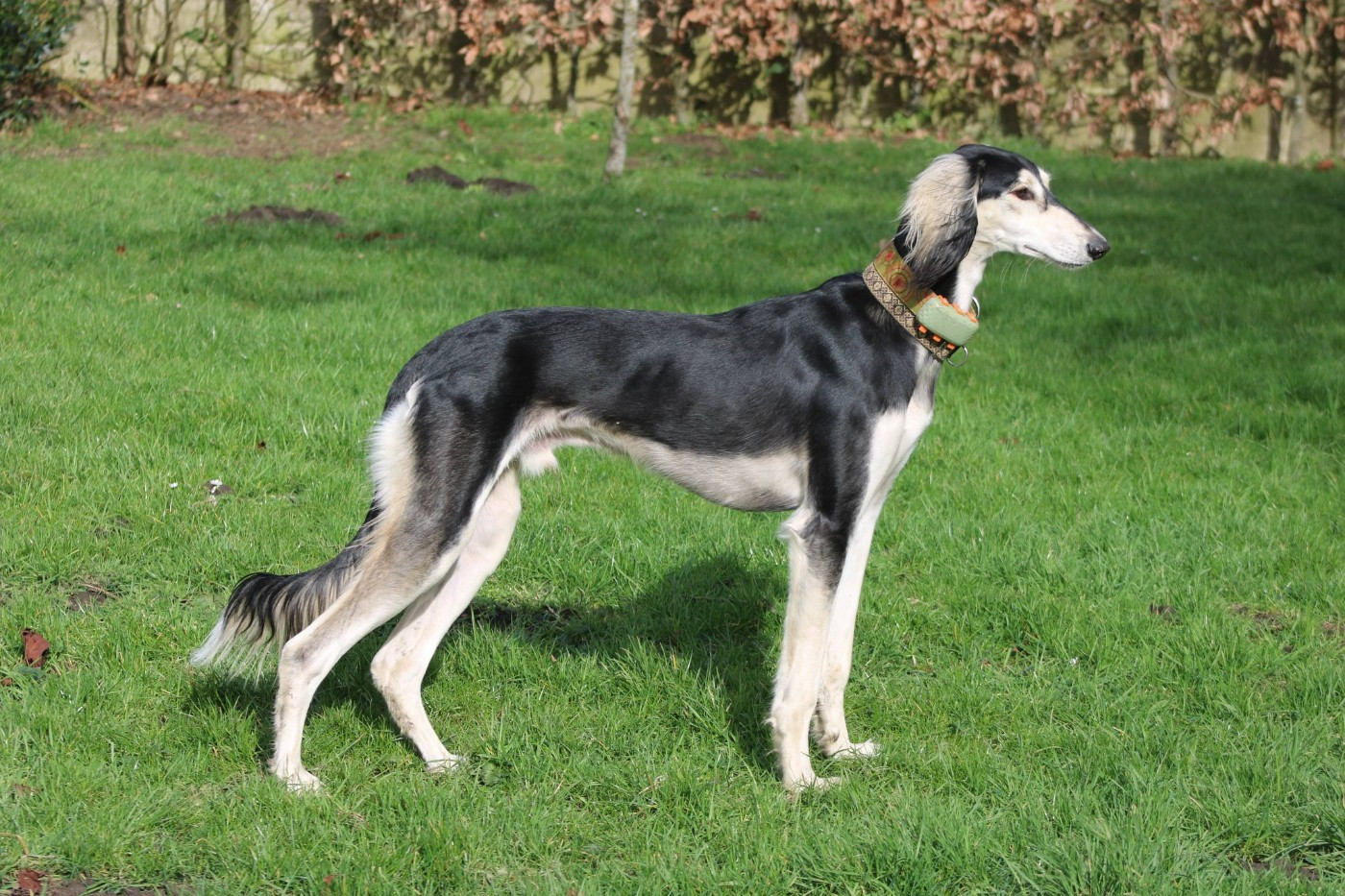 Al Hfifa Saluk areisei azad