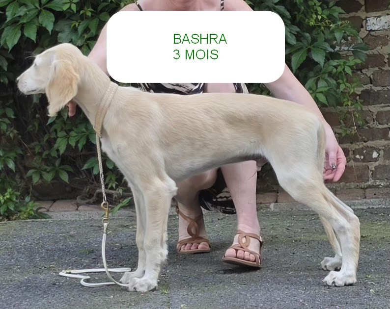Al Hfifa Saluk Bashra