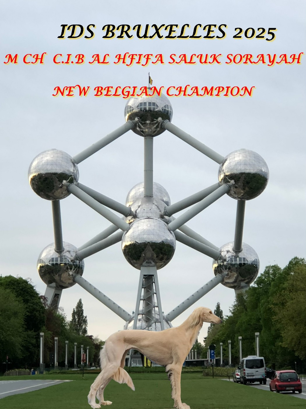 Al Hfifa Saluk - Nouveau titre de Champion pour Sorayah