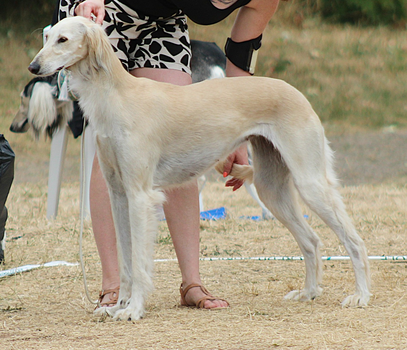 Al Hfifa Saluk - Nichée prévu pour début mars