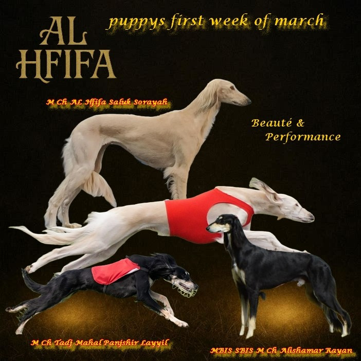 Si dame nature le veut bien, des petits Salukis devraient arriver début mars <3