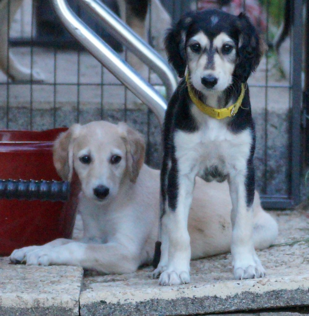 Al Hfifa Saluk - CHIOTS DISPONIBLES