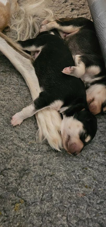 Al Hfifa Saluk - Chiots disponibles - Saluki