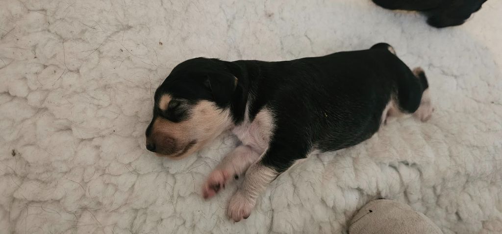 Al Hfifa Saluk - Chiots disponibles - Saluki