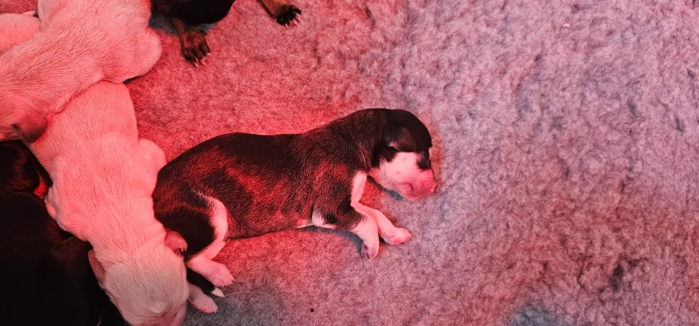 Al Hfifa Saluk - Chiots disponibles - Saluki