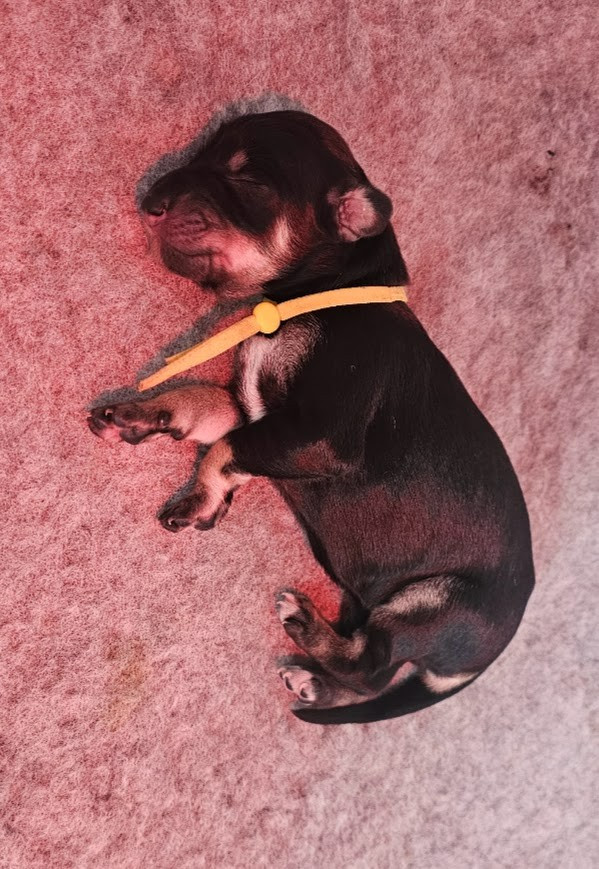 Al Hfifa Saluk - Chiots disponibles - Saluki