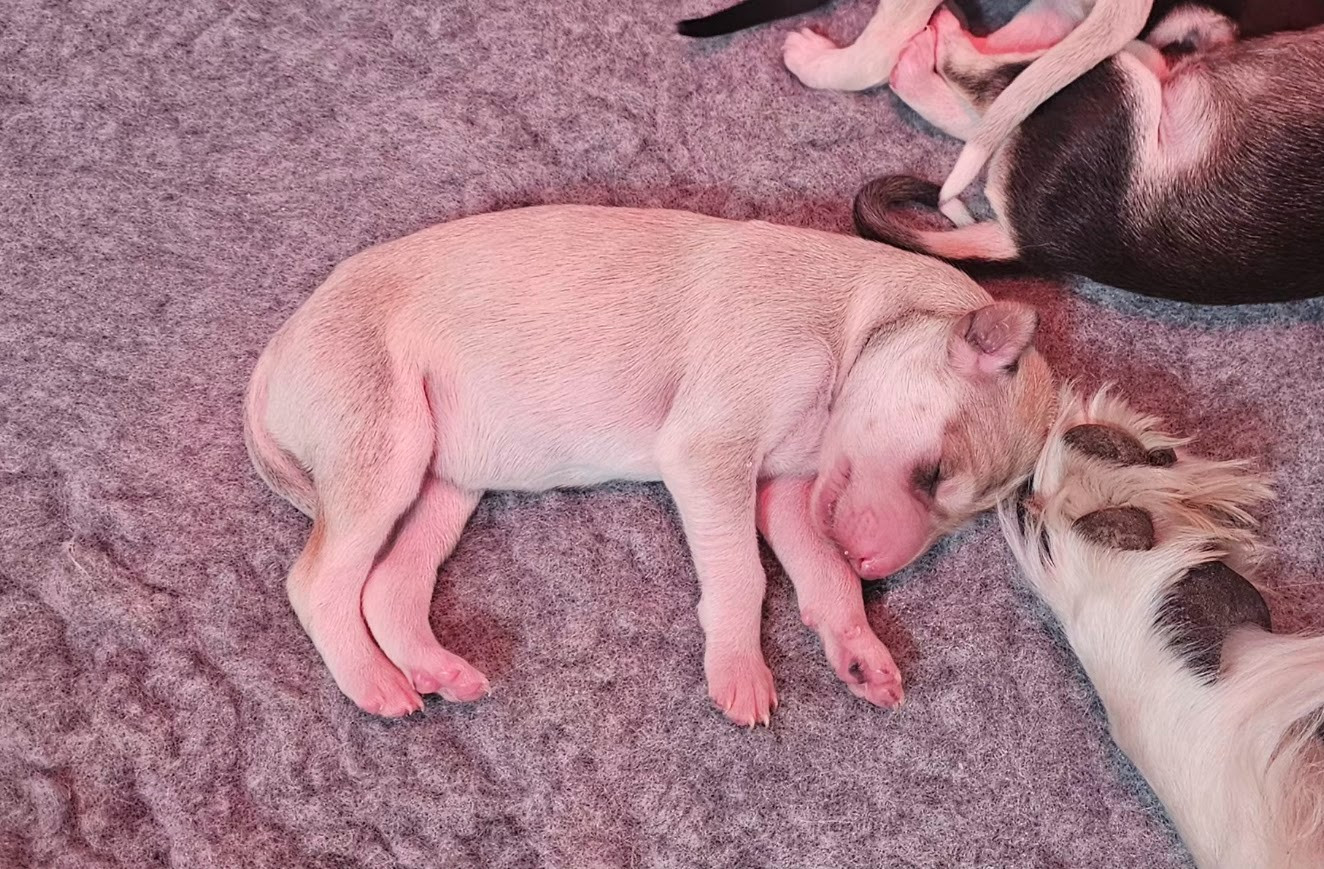 Al Hfifa Saluk - Chiots disponibles - Saluki