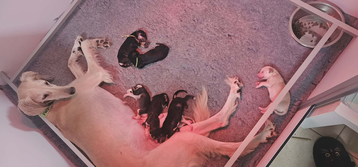 Chiot Saluki Al Hfifa Saluk