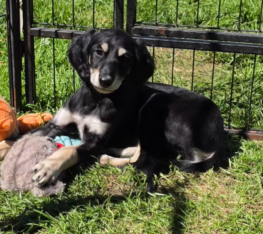 Al Hfifa Saluk - Chiots disponibles - Saluki