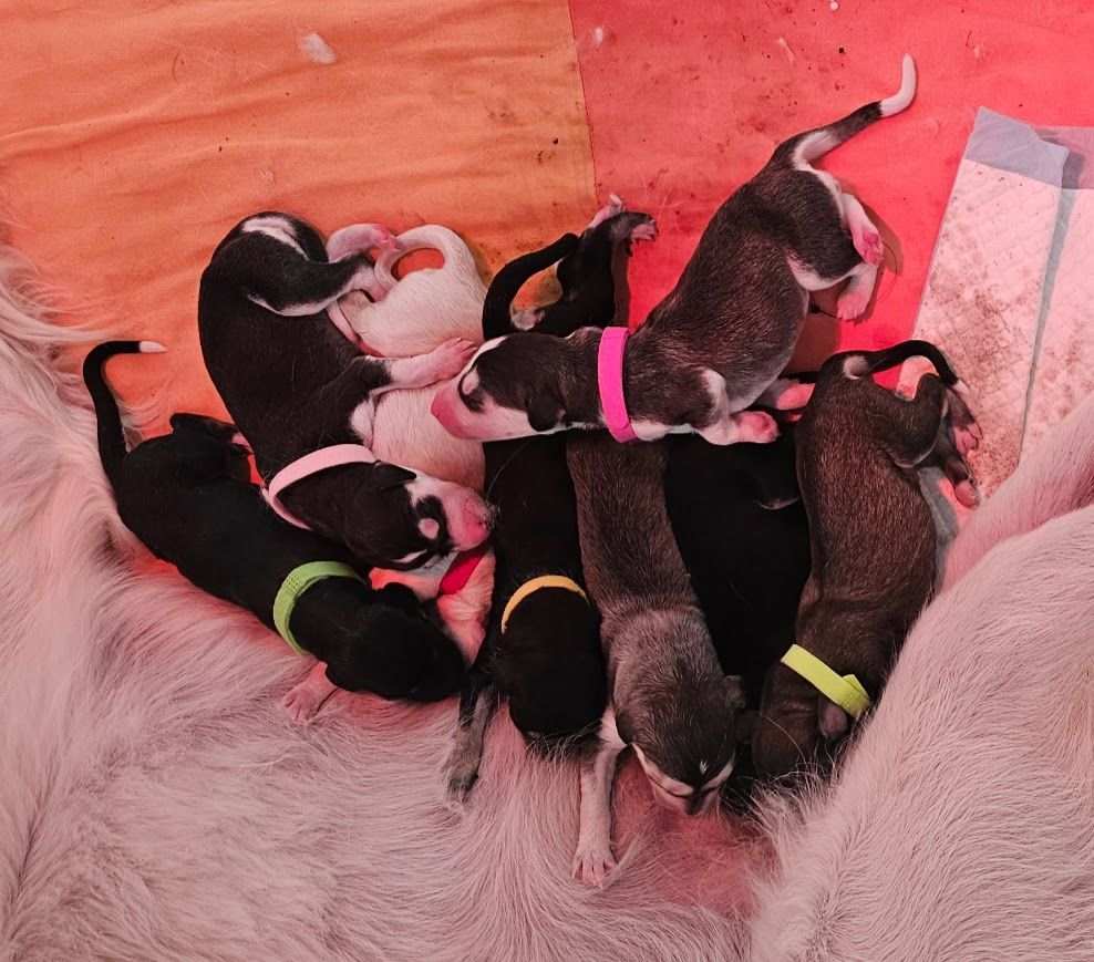 Chiot Saluki Al Hfifa Saluk