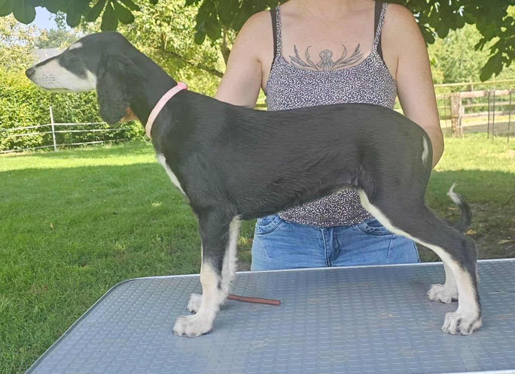 Al Hfifa Saluk - Chiots disponibles - Saluki