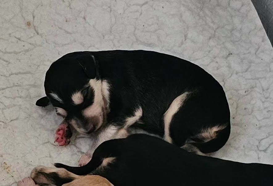 Al Hfifa Saluk - Chiots disponibles - Saluki