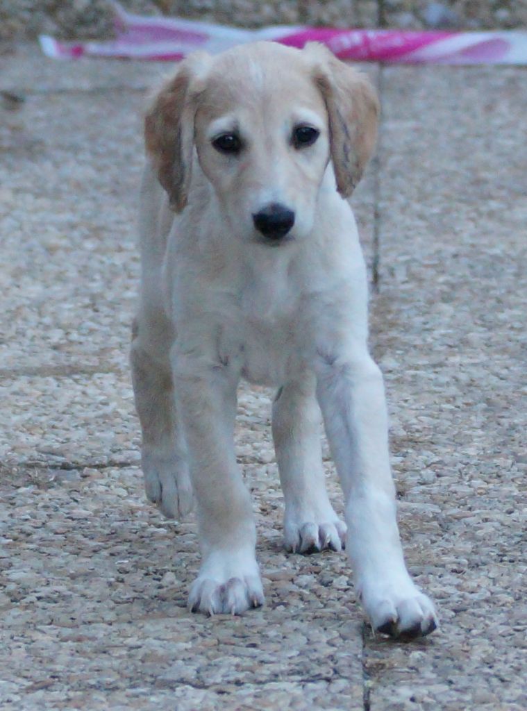 Al Hfifa Saluk - Chiots disponibles - Saluki