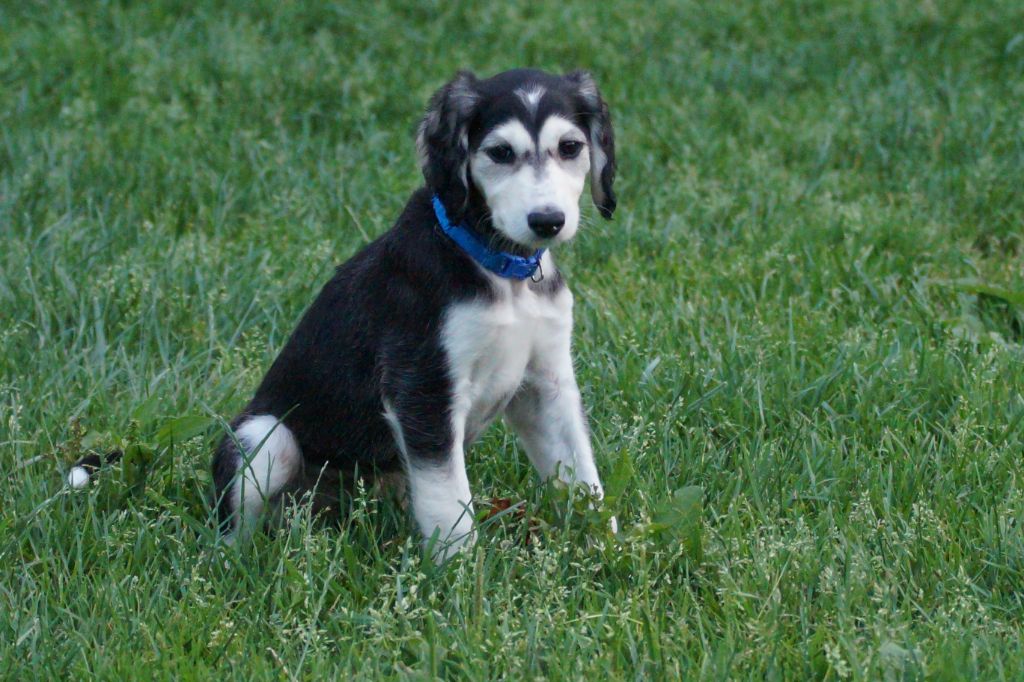 Al Hfifa Saluk - Chiots disponibles - Saluki