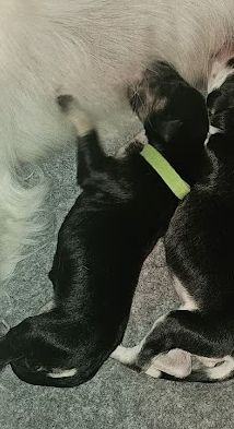 Al Hfifa Saluk - Chiots disponibles - Saluki