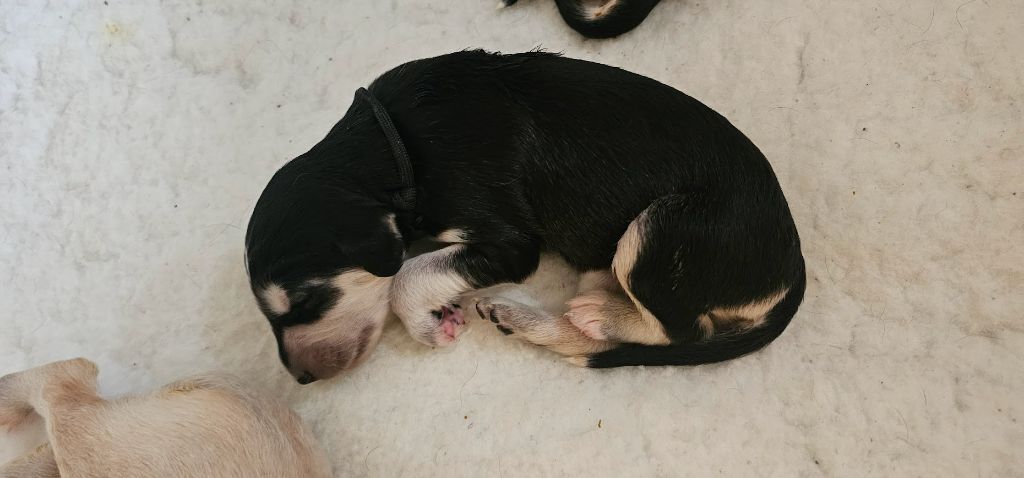 Al Hfifa Saluk - Chiots disponibles - Saluki