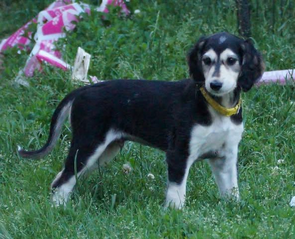 Al Hfifa Saluk - Chiots disponibles - Saluki