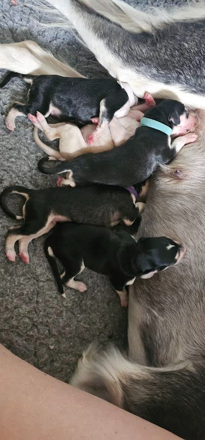 Chiot Saluki Al Hfifa Saluk
