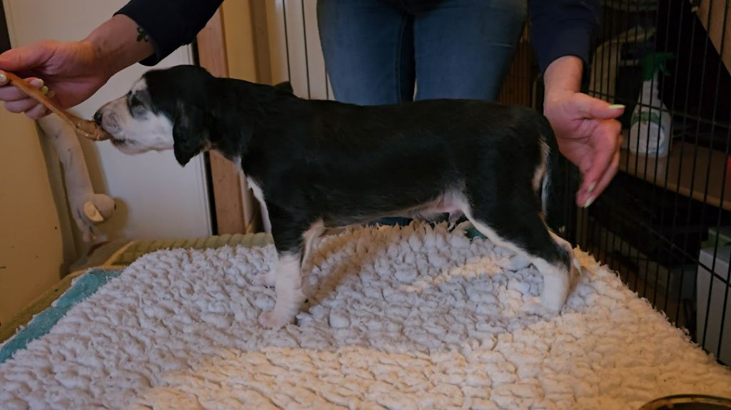 Al Hfifa Saluk - Chiots disponibles - Saluki