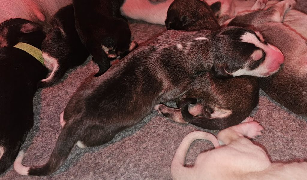 Al Hfifa Saluk - Chiots disponibles - Saluki