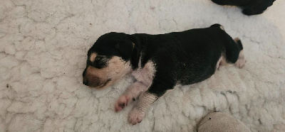 CHIOT 1
