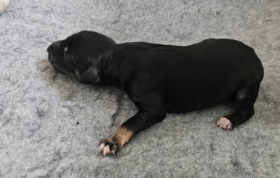 Al Hfifa Saluk Bahram