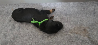 AL hfifa Saluk Bey Shah