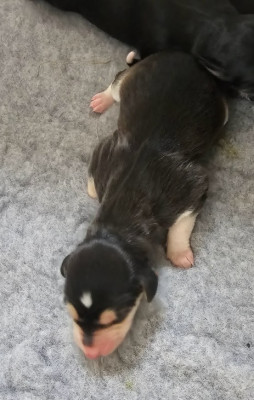 Al Hfifa Saluk Bad'Hoor