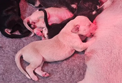 Al Hfifa Saluk Bashra