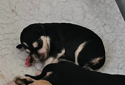 CHIOT 3