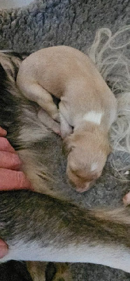 CHIOT 4 creme
