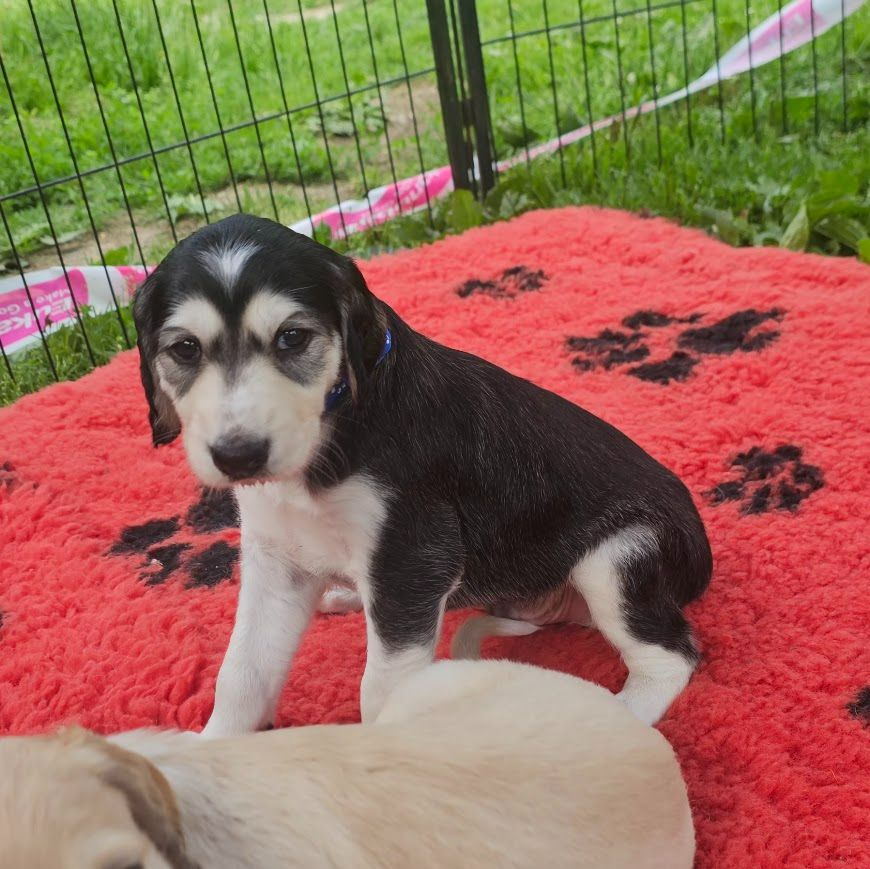 Al Hfifa Saluk - Chiots disponibles - Saluki