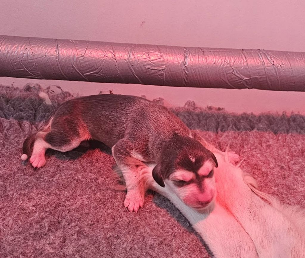 Al Hfifa Saluk - Chiots disponibles - Saluki