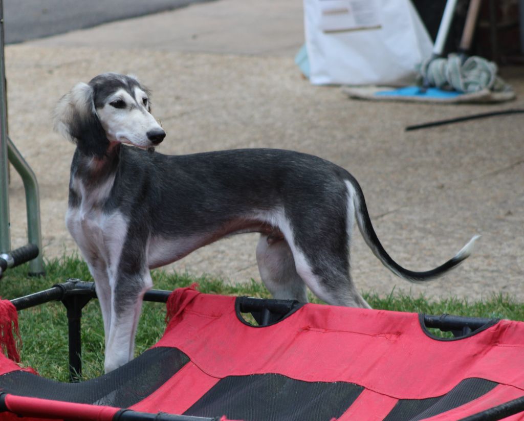 Al Hfifa Saluk - Chiots disponibles - Saluki