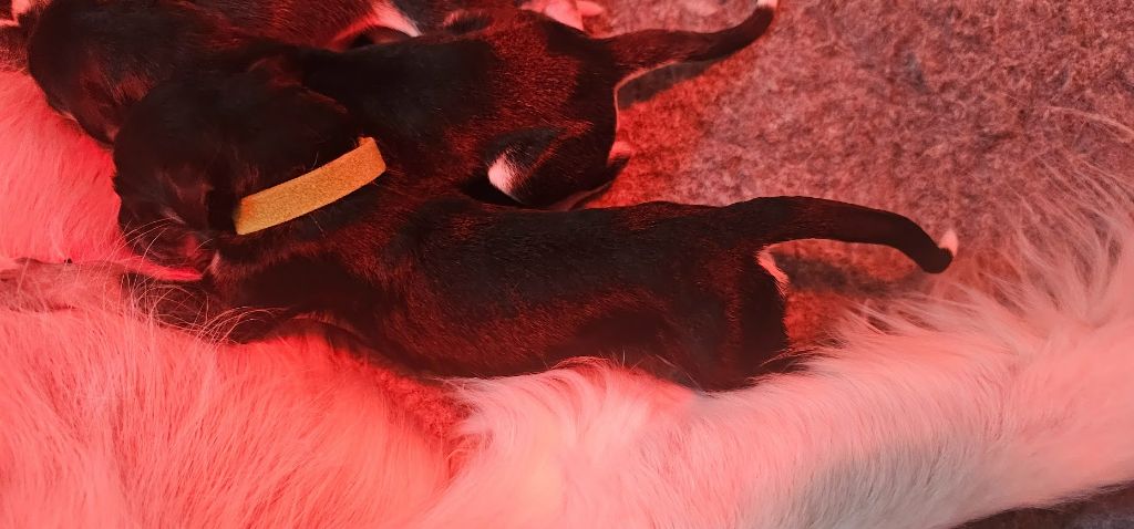 Al Hfifa Saluk - Chiots disponibles - Saluki